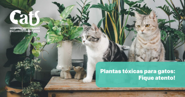Quais são as plantas tóxicas para gatos? - Hospital Veterinário Cats Londrina