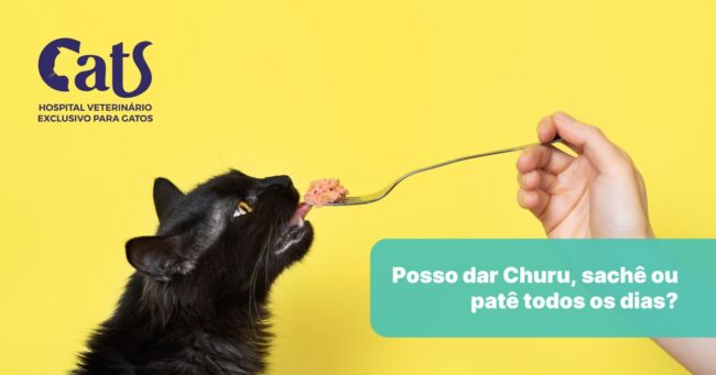 Posso dar Churu, sachês e patês todos os dias para o meu gato?