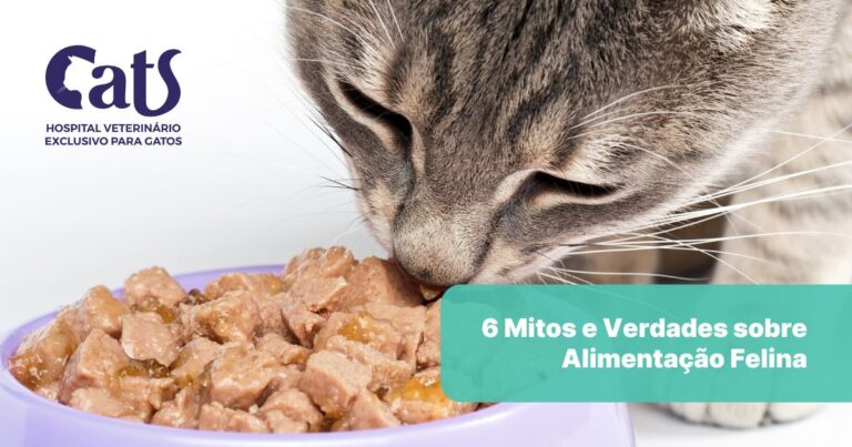 6 mitos e verdades sobre a alimentação dos gatos - Hospital Veterinário Cats Londrina