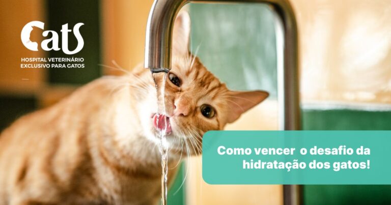 A importância e desafios da hidratação felina: um guia para ajudar gatos que bebem pouca água.