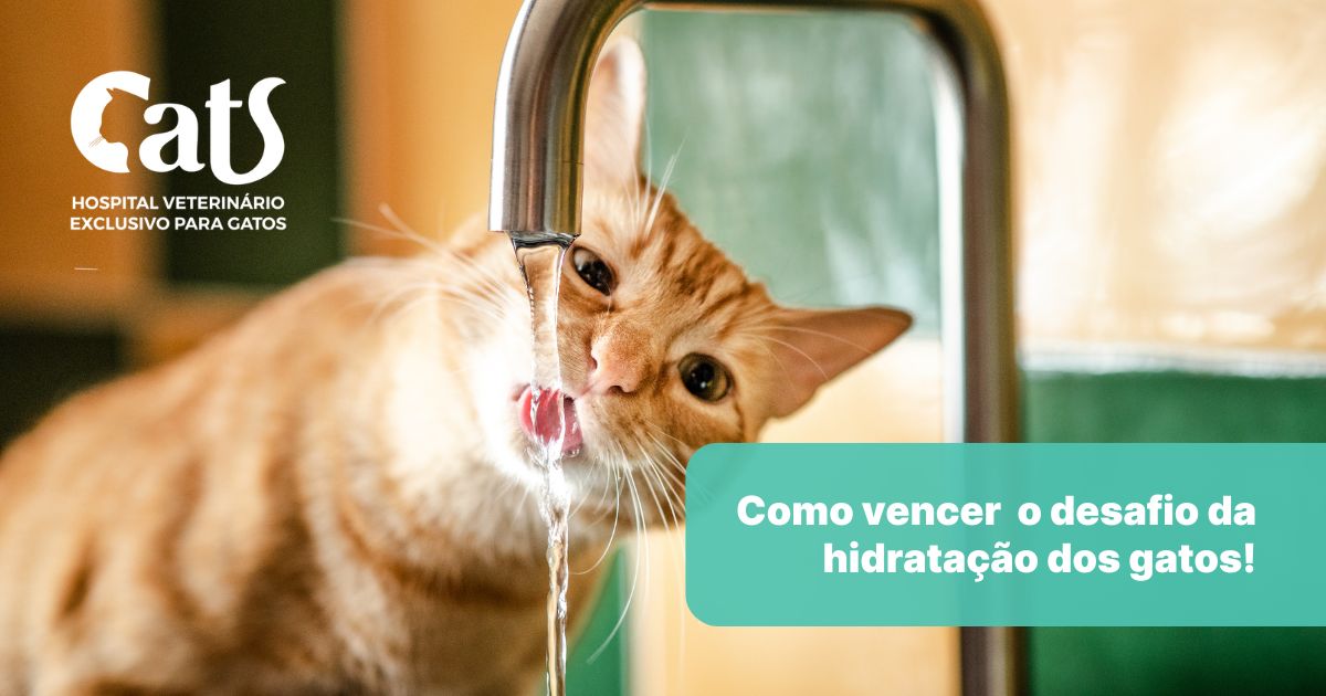 A importância e desafios da hidratação felina: um guia para ajudar gatos que bebem pouca água.