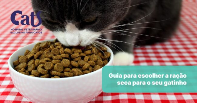 Ração seca para gatos: um guia para escolher sem errar