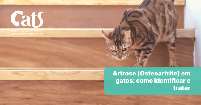 Artrose (osteoartrite ou osteoartrose) em Gatos: como identificar e tratar