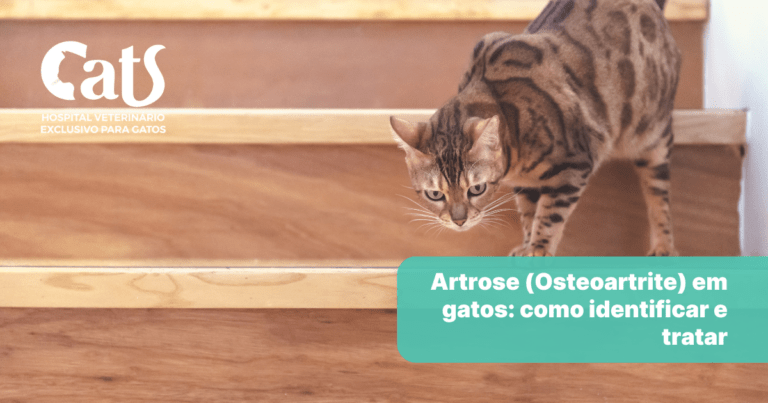Artrose (osteoartrite ou osteoartrose) em Gatos: como identificar e tratar