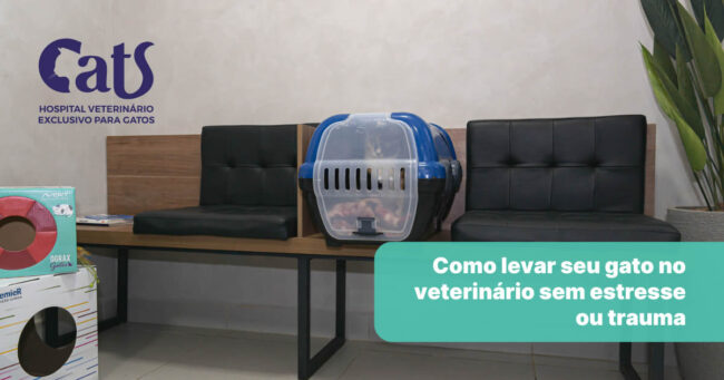 Como levar seu gato no veterinário sem estresse ou trauma: um guia passo a passo - Hospital Veterinário Cats Londrina
