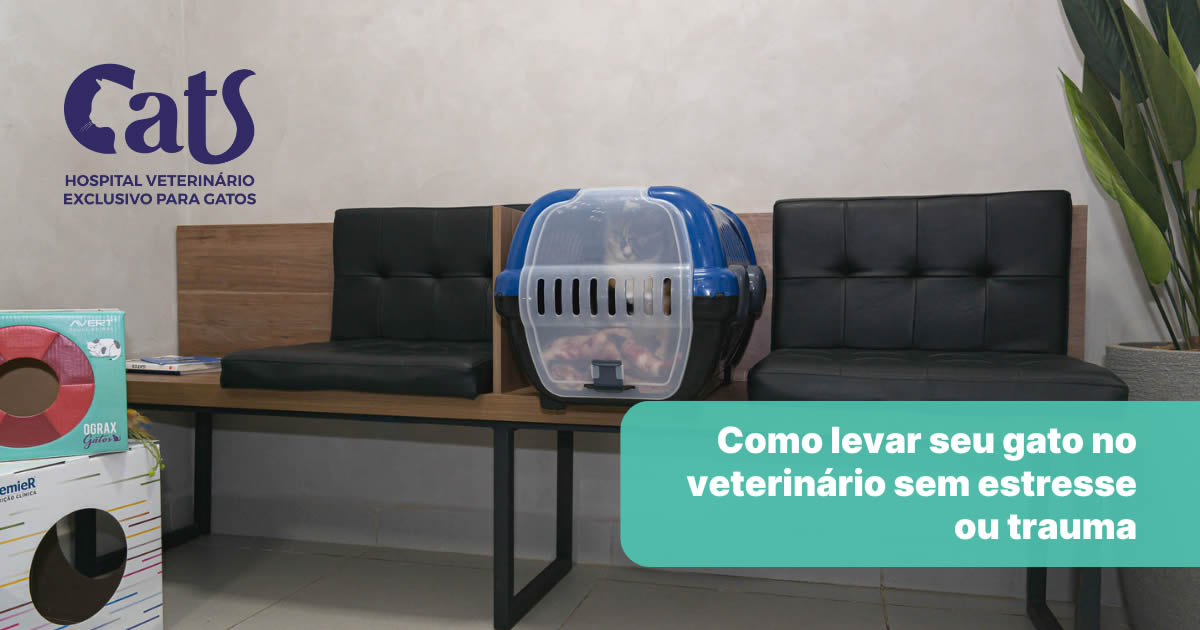 Como levar seu gato no veterinário sem estresse ou trauma: um guia passo a passo - Hospital Veterinário Cats Londrina