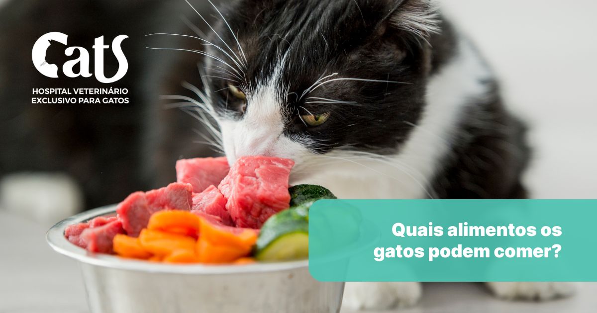 Quais alimentos os gatos podem comer? Os alimentos ‘humanos’ que são seguros para os gatinhos. – Hospital Veterinário Cats Londrina Quais alimentos os gatos podem comer? Os alimentos 'humanos' que são seguros para os gatinhos. - Hospital Veterinário Cats Londrina