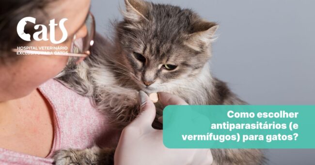 Como escolher antiparasitários para gatos? - Hospital Veterinário Cats Londrina