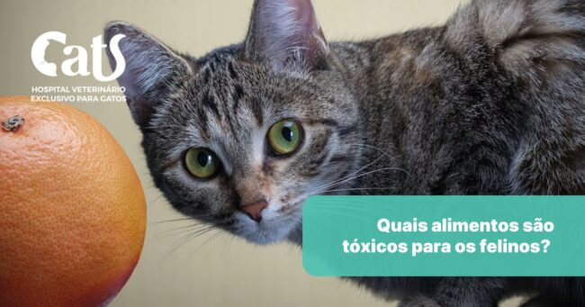Alimentos Tóxicos para Gatos: o que você precisa saber para proteger seu gatinho - Hospital Veterinário Cats Londrina