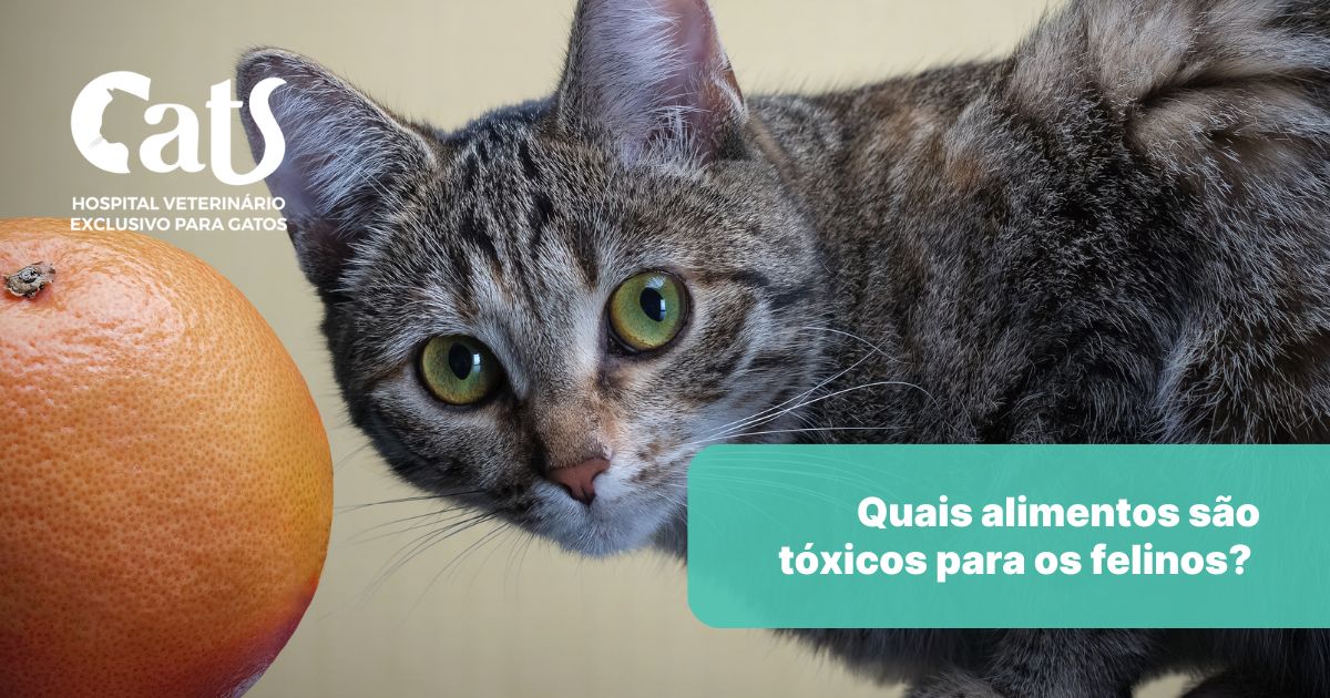 Alimentos Tóxicos para Gatos: o que você precisa saber para proteger seu gatinho - Hospital Veterinário Cats Londrina