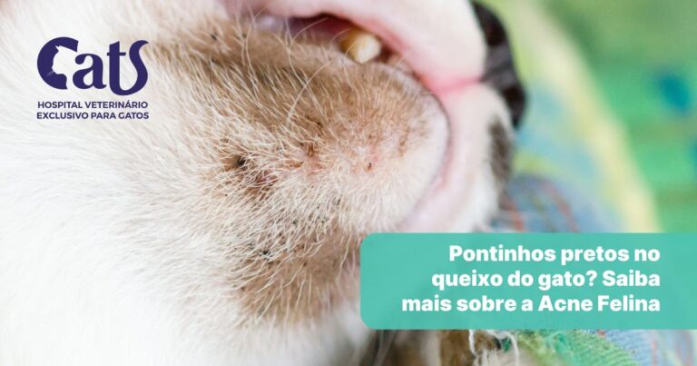 Pontinhos pretos no queixo do gato? Saiba mais sobre a Acne Felina - Hospital Veterinário Cats Londrina