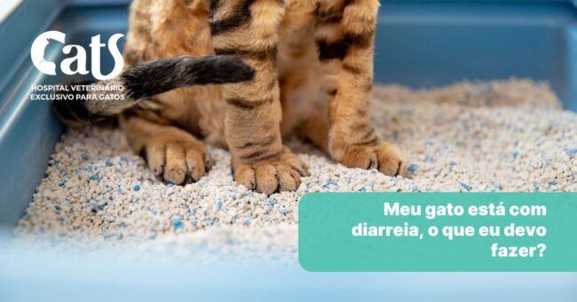 Meu gato está com diarreia, o que eu devo fazer? - Hospital Veterinário Cats Londrina