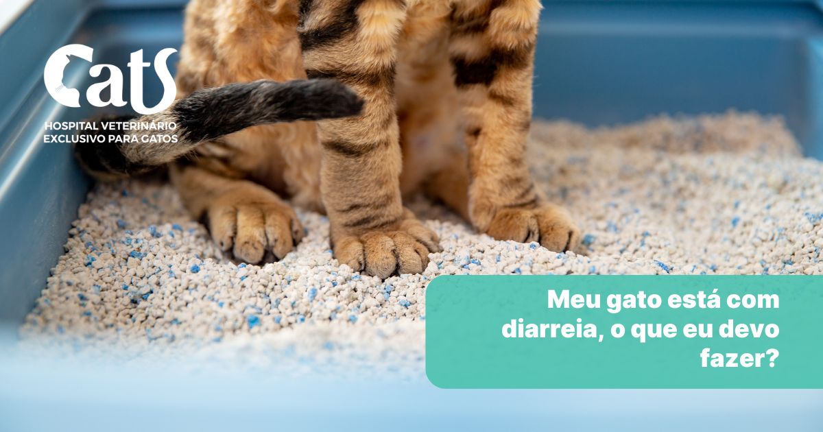 Meu gato está com diarreia, o que eu devo fazer? - Hospital Veterinário Cats Londrina