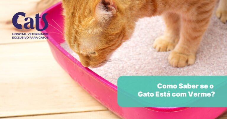 Como saber se o gato está com verme: O Guia Essencial para Tutores