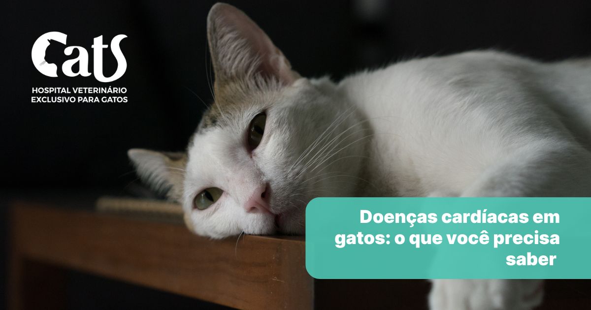 Doenças Cardíacas em Gatos: o que você precisa saber - Hospital Veterinário Cats Londrina