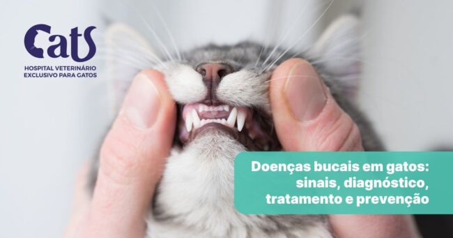 Conheça as principais doenças bucais em gatos – Hospital Veterinário Cats Londrina