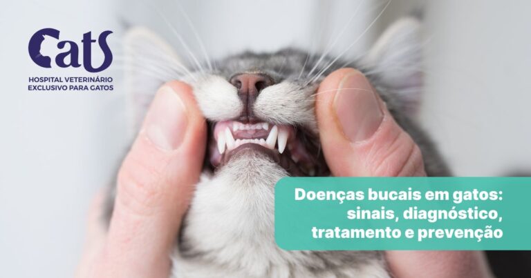 Conheça as principais doenças bucais em gatos – Hospital Veterinário Cats Londrina