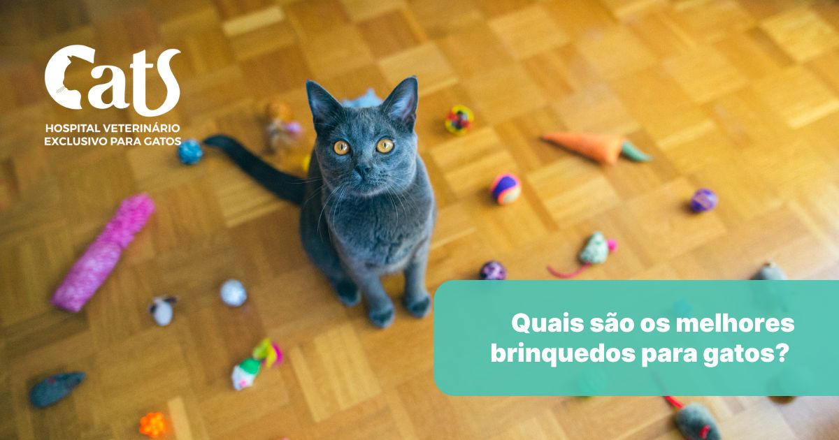 Quais são os melhores brinquedos para gatos? Veja quais comprar - Hospital Veterinário Cats Londrina