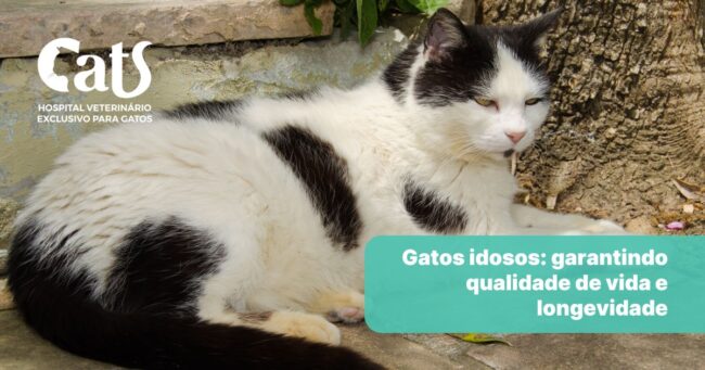 Gatos idosos: cuidados especiais para garantir qualidade de vida - Hospital Veterinário Cats Londrina