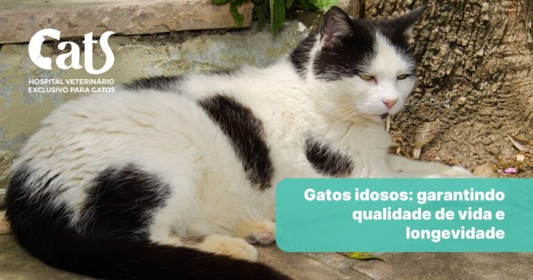 Gatos idosos: cuidados especiais para garantir qualidade de vida - Hospital Veterinário Cats Londrina