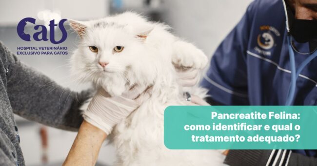 Pancreatite felina: como identificar e qual o tratamento adequado? - Hospital Veterinário Cats Londrina