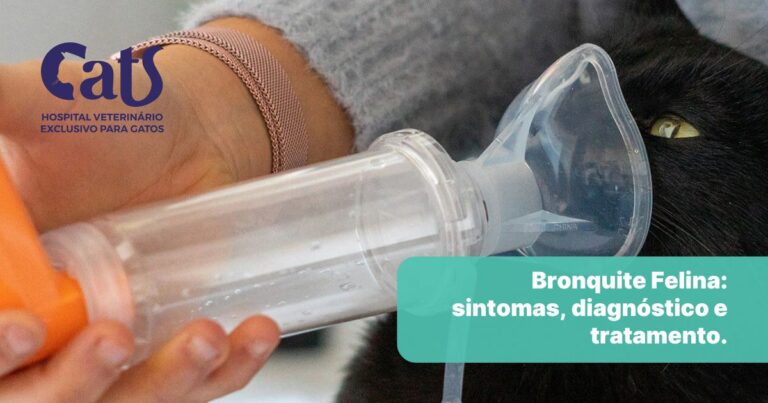 Bronquite em gatos: sinais, diagnóstico e tratamento