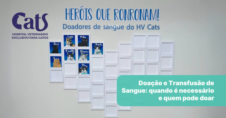 Transfusão de Sangue em Gatos: Quando é Necessária e Como Funciona? - Hospital Veterinário Cats Londrina