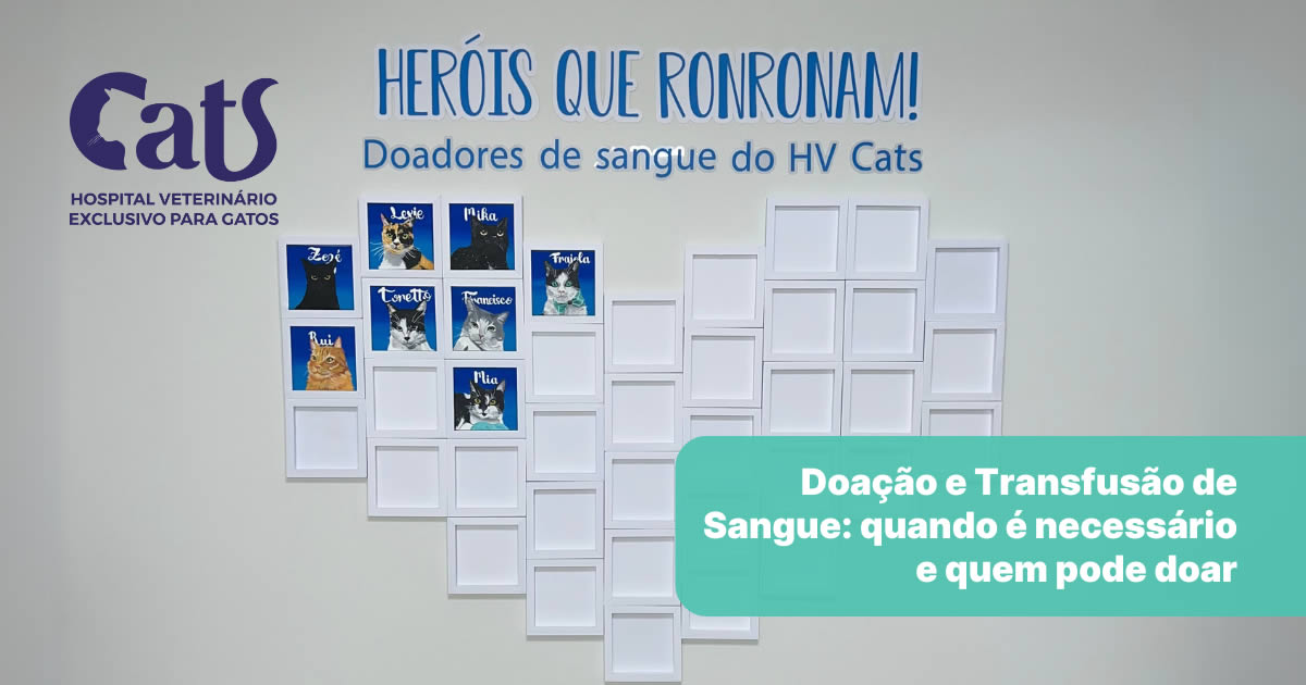 Transfusão de Sangue em Gatos: Quando é Necessária e Como Funciona? - Hospital Veterinário Cats Londrina