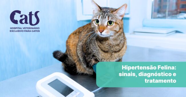 Pressão Alta em Gatos: como identificar e tratar a hipertensão felina - Hospital Veterinário Cats Londrina
