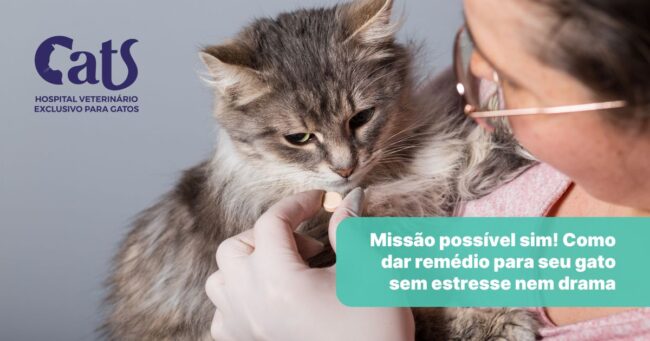 Como dar remédios para gatos? - Hospital Veterinário Cats Londrina