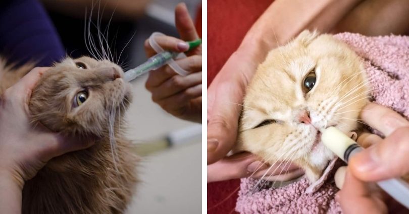 Como dar remédios para gatos? - Hospital Veterinário Cats Londrina
