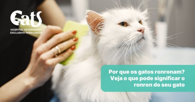 Por que os gatos ronronam? Descubra os motivos - Hospital Veterinário Cats Londrina