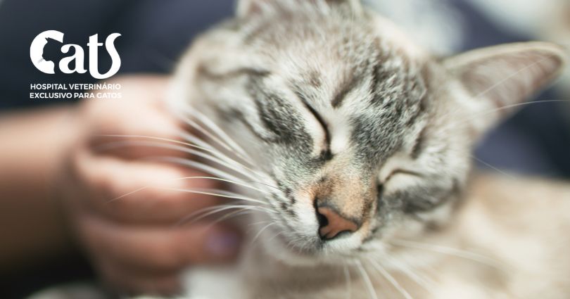 Por que os gatos ronronam? Descubra os motivos - Hospital Veterinário Cats Londrina