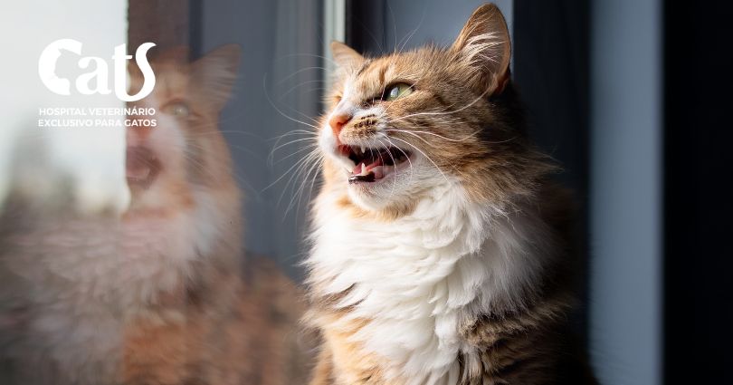 Por que os gatos ronronam? Descubra os motivos - Hospital Veterinário Cats Londrina
