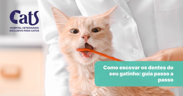 Como escovar corretamente os dentes do seu gato: um guia completo para tutores - Hospital Veterinário Cats Londrina