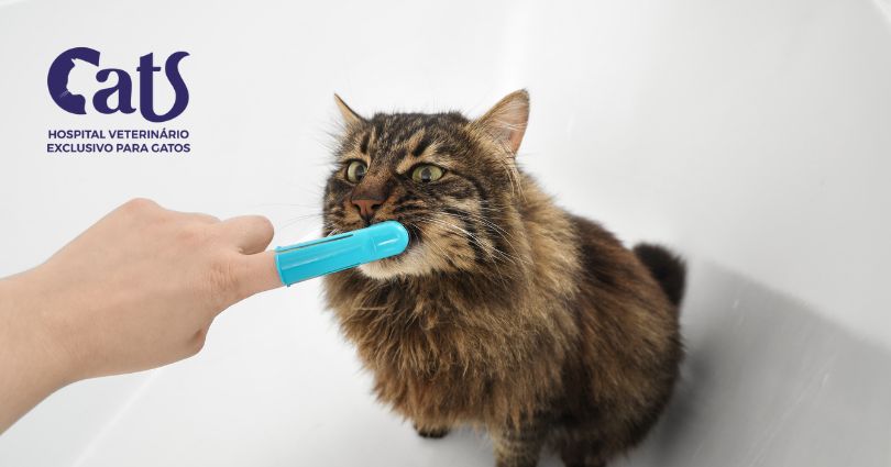 Como escovar corretamente os dentes do seu gato: um guia completo para tutores