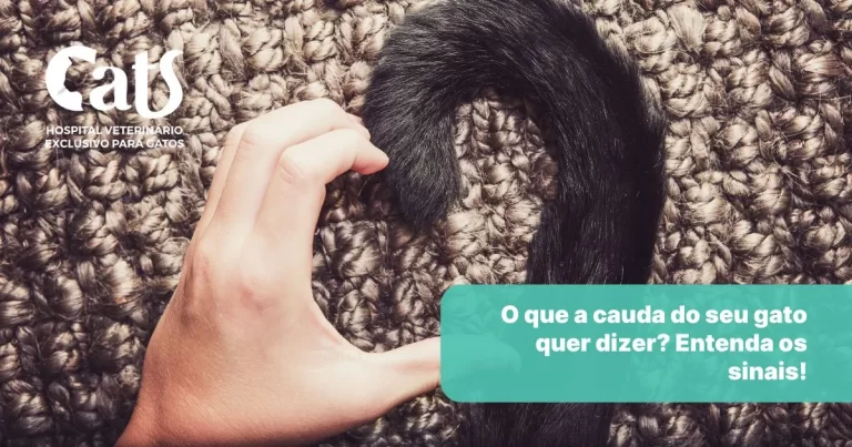 O que a cauda do gato significa? Entenda os sinais! - Hospital Veterinário Cats Londrina