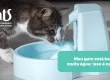 Meu gato está bebendo muita água: isso é normal? - Hospital Veterinário Cats Londrina