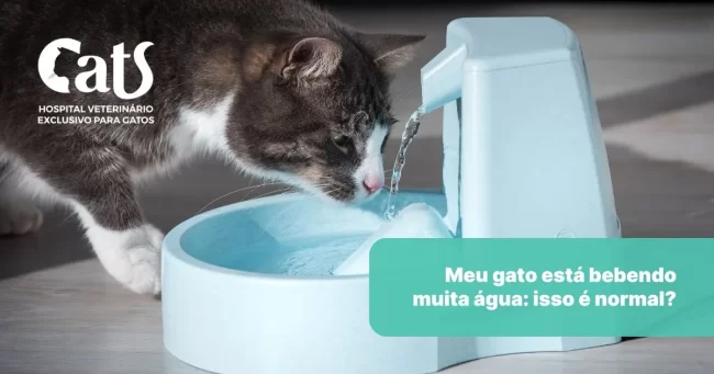Meu gato está bebendo muita água: isso é normal? - Hospital Veterinário Cats Londrina