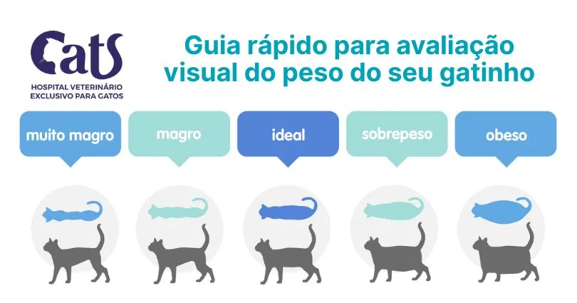 Como saber se meu gato está obeso? - Hospital Veterinário Cats Londrina