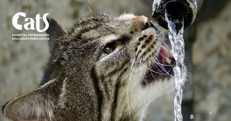 Meu gato está bebendo muita água: isso é normal? - Hospital Veterinário Cats Londrina
