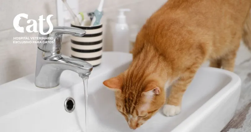 Meu gato está bebendo muita água: isso é normal? - Hospital Veterinário Cats Londrina