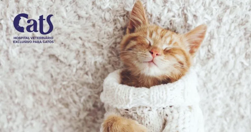 Por que os gatos dormem tanto? - Hospital Veterinário Cats Londrina