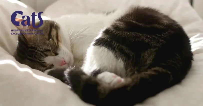 Por que os gatos dormem tanto? - Hospital Veterinário Cats Londrina
