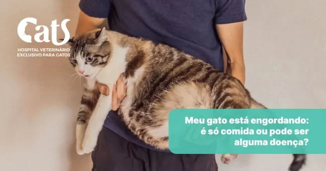 Meu gato está engordando: é só comida ou pode ser doença? - Hospital Veterinário Cats Londrina