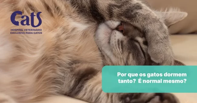 Por que os gatos dormem tanto? - Hospital Veterinário Cats Londrina