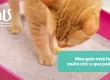 Meu gato está fazendo muito xixi: o que pode ser? - Hospital Veterinário Cats Londrina