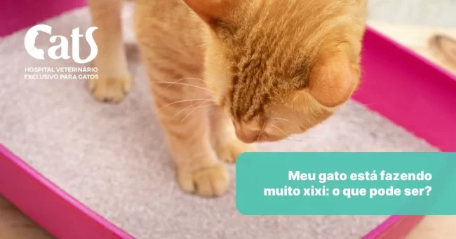 Meu gato está fazendo muito xixi: o que pode ser? - Hospital Veterinário Cats Londrina