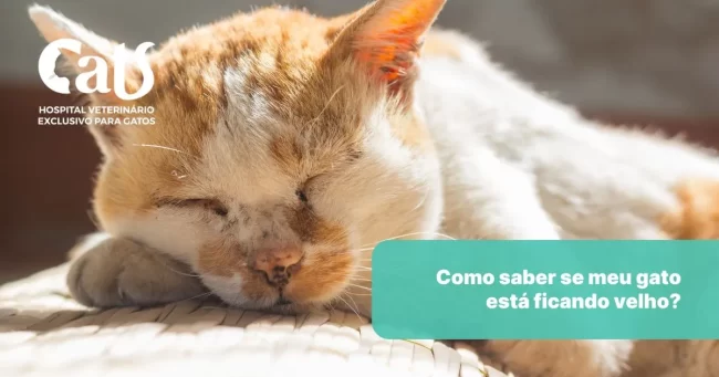 Como saber se meu gato está ficando velho? - Hospital Veterinário Cats Londrina