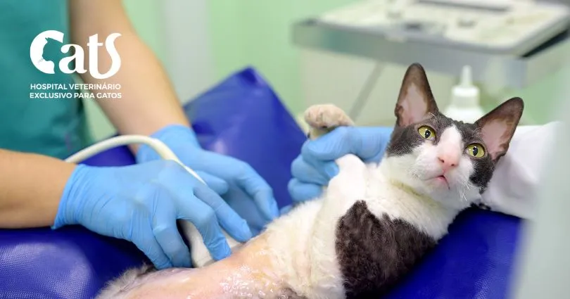 Meu gato está fazendo muito xixi: o que pode ser?